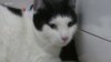 Bisakah Kucing Tularkan COVID-19?