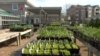 Kembalinya Tradisi Kebun Sayur Mandiri "Victory Gardens"