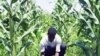 A farmer in Vaudreuil, Haiti, works in a cornfield (File)