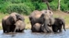 Les attaques d'éléphants ne sont pas rares dans la région. 