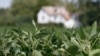 Trump: China Fails to Buy Agricultural Goods as Promised