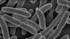 Pháp điều tra 2 trường hợp E. coli mới