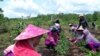 Seluruh pihak bekerja sama memadamkan kebakaran hutan dan lahan di Kalimantan Tengah. (Foto courtesy: SOB)